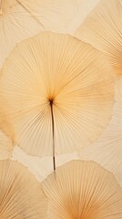 Real pressed fan palm leaves backgrounds textured outdoors.