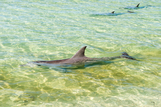 Dolphins gliding in shallow clear waters at Shark Bay.