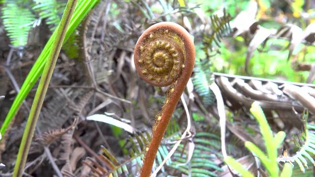 The forked fern of the old world, dilim (Dicranopteris linearis). humid tropics of Borneo island