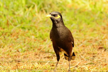 Birds of SL