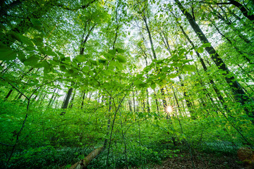 Frühlingswald in den Rheinauen in der Pfalz mit Bärlauch, frischem Grün und Sonnenaufgang am Morgen