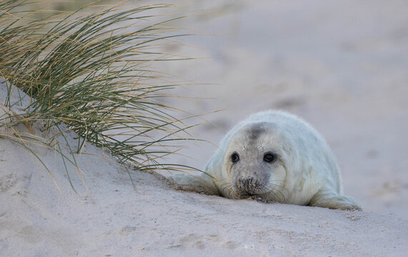 Heuler
Photographer: Rena Bernschein