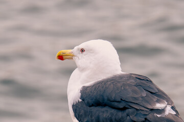 A seagull on the watch
