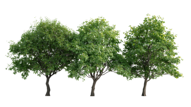 Three Lush Green Trees Isolated on Transparent Background - Perfect for Landscaping and Design Projects