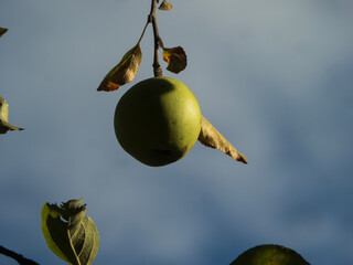 Ripe Green Apple on a Branch
