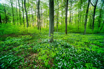 Fr&uuml;hlingswald in den Rheinauen in der Pfalz mit B&auml;rlauch, frischem Gr&uuml;n und Sonnenaufgang am Morgen
