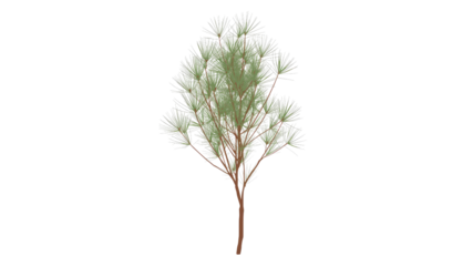 Delicate White Pine Sapling, Isolated on Transparent Background