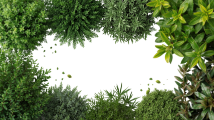 Lush Green Foliage Frame with Transparent Background - Perfect for Design and Text Overlay