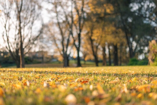 Fallen leaves strewn across the grass at the park in Autumn