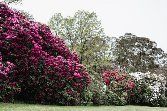 rhododendron grove in a park in Blackheath