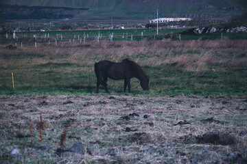 Icelandic Horse Grazing in Countryside Pasture