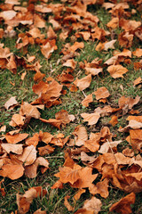 Dry orange leaves of Liriodendron tulipifera on grass in autumn forest.