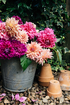 dahlias in a galvanised bucket with terracotta pots