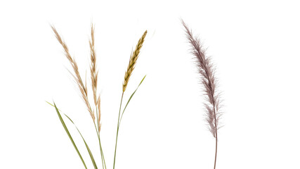 Fototapeta premium Elegant Pampas Grass and Wheat Bundle - Dried Floral Arrangement