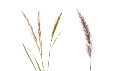 Elegant Pampas Grass and Wheat Bundle - Dried Floral Arrangement