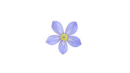 Obraz premium Delicate Blue Flax Flower Blossom on Transparent Background