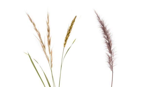 Elegant Pampas Grass and Wheat Bundle - Dried Floral Arrangement