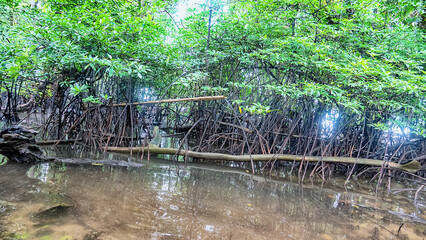 Tropical seas of South Asia. Sulawesi sea. Bunaken Island coast. Mangrove forests