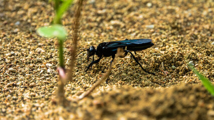 A black burrowing wasp, sand wasps (Sphecidae) in search of a place to burrow. Bunaken national park. Sulawesi