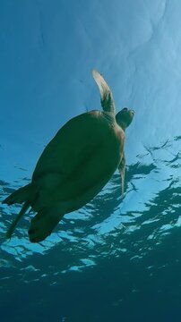 Vertical footage, Bottom view of Sea Turtle swimming in turquoise water up towards the surface and takes breath, Slow motion of Great Green Sea Turtle, Chelonia mydas  