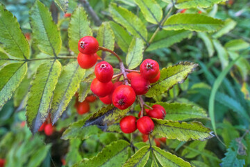 Japanese rowan tree, Korean mountain ash (Sorbus commixta var. sachalinensis) a dwarf tree 50 cm with red fruits in the mountain forests of Sakhalin Island. Autumn fruit ripening
