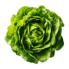 Obraz premium Lettuce head, isolated on white background, realistic, studio lighting, centered, no shadow, transparent background