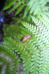 A grasshopper larva sits on a mossy rock. Sikhote Alin Forests, Russian Far East