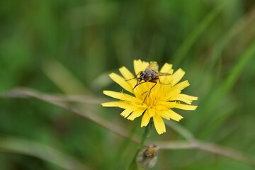 A fly is on a wildflower in nature.