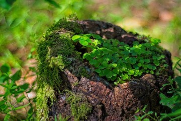 Close up of a tree stump covered in green moss and ferns