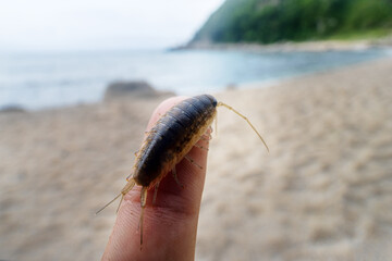 Slater Ligia cinerascens. Crustaceans Arthropod wood lice (Oniscidae) live in abundance on the coastal rocks and supralittoral zone. Sea of Japan. Siberian coast. Russian Far East