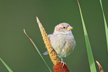A small, colorful bird perched gracefully on top of a tall plant