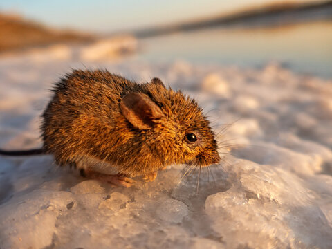 This house mouse lives in an old abandoned salt factory