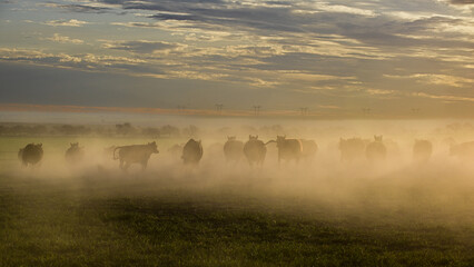 Cattle in the Pampas Countryside, Argentine meat production, La Pampa, Argentina.