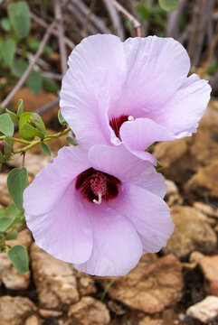 Flowers of Sturt's Desert Rose (Gossypium sturtianum), Northern Territory, Australia