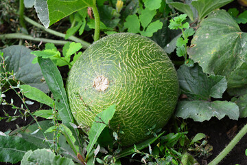 Close-up view of a ripe, round cantaloupe melon growing in a garden, surrounded by green leaves