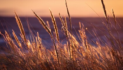 Golden Hour Illuminates Slender Blades Of Beach Grass Their Seed Heads Catching The Light Against A Blurred Background Of Muted Purples And Browns