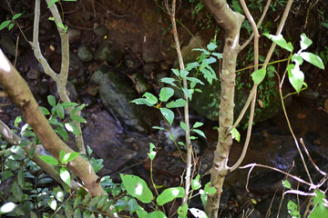 小川が流れる山の道