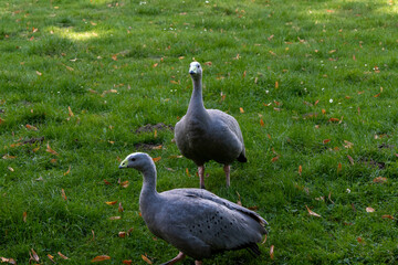 Two grey Australian ground geese stand on a green grass lawn. These birds have characteristic grey plumage, a short bill and pink feet. One goose looks straight at the camera, while the other is in pr