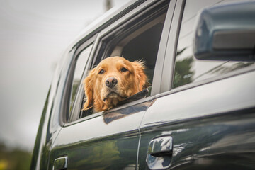 Golden retriever 