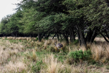 Greater Rhea, Rhea americana, in Calden Forest environment, La Pampa , Argentina.