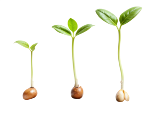  Stages of a seed sprouting into a small plant. isolated on white background ,PNG.AI Generated.