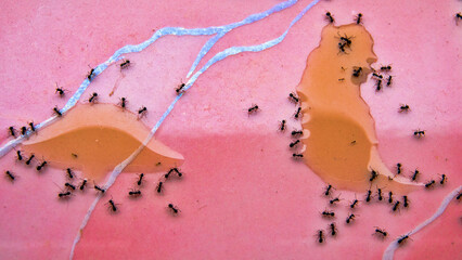 Ants gathered near the spilled liquid.