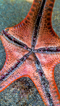 Horned starfish, chocolate star Protoreaster nodosus from the Sulawesi sea. The spikes are used to deter (shatter upon contact) possible predators. Sulawesi Island. Bottom view