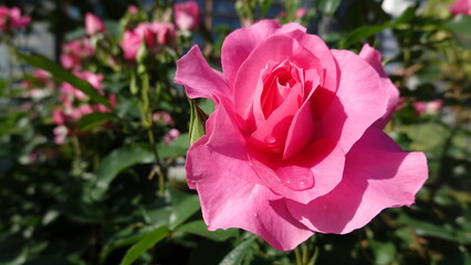 美しいバラの花