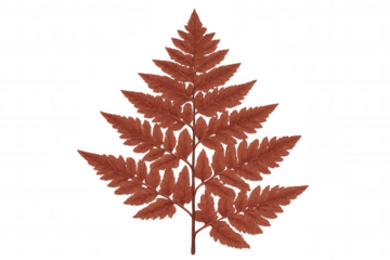 Detailed illustration of a vibrant orange fern leaf, isolated on a transparent background, ready for seamless integration into designs