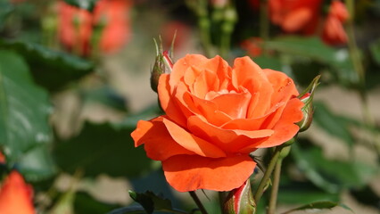 美しいバラの花