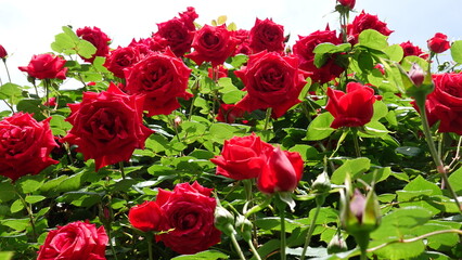 美しいバラの花