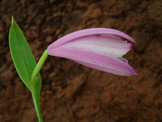 Obraz premium Flowers and landscape