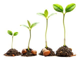  Stages of a seed sprouting into a small plant. isolated on white background ,PNG.AI Generated.