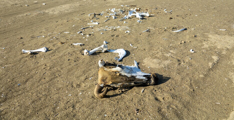 The palm tree was cut down and thrown. Skeletons of animals (sheep, cow) lie nearby. The result of catastrophic changes in the desert, ecological turnover . The Arabian Peninsula